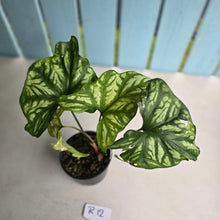 Load image into Gallery viewer, #R12 Cercestis Mirabilis