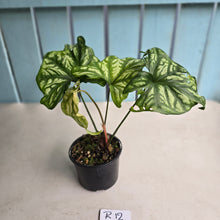 Load image into Gallery viewer, #R12 Cercestis Mirabilis