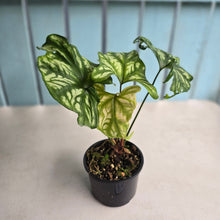 Load image into Gallery viewer, #R12 Cercestis Mirabilis