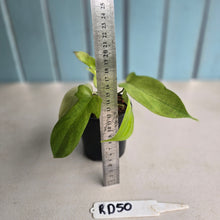 Load image into Gallery viewer, #RD50 Two x Headed Philodendron Florida Ghost