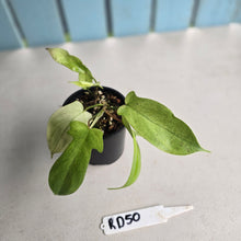 Load image into Gallery viewer, #RD50 Two x Headed Philodendron Florida Ghost