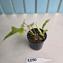 Load image into Gallery viewer, #RD50 Two x Headed Philodendron Florida Ghost