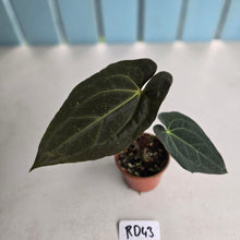 Load image into Gallery viewer, #RD43 Dark Anthurium NOID
