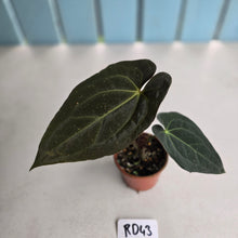 Load image into Gallery viewer, #RD43 Dark Anthurium NOID