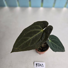 Load image into Gallery viewer, #RD43 Dark Anthurium NOID