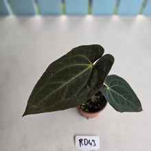 Load image into Gallery viewer, #RD43 Dark Anthurium NOID