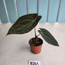 Load image into Gallery viewer, #RD43 Dark Anthurium NOID