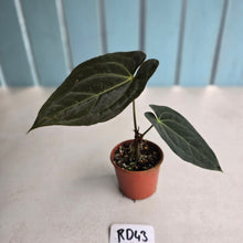 Load image into Gallery viewer, #RD43 Dark Anthurium NOID