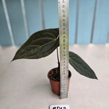 Load image into Gallery viewer, #RD43 Dark Anthurium NOID