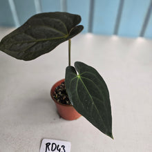 Load image into Gallery viewer, #RD43 Dark Anthurium NOID