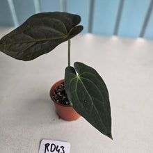 Load image into Gallery viewer, #RD43 Dark Anthurium NOID