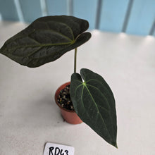 Load image into Gallery viewer, #RD43 Dark Anthurium NOID