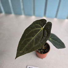 Load image into Gallery viewer, #RD43 Dark Anthurium NOID