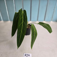 Load image into Gallery viewer, #R39 Anthurium Warocqueanum
