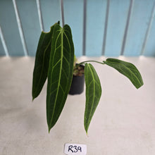 Load image into Gallery viewer, #R39 Anthurium Warocqueanum