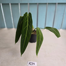 Load image into Gallery viewer, #R39 Anthurium Warocqueanum