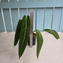 Load image into Gallery viewer, #R39 Anthurium Warocqueanum