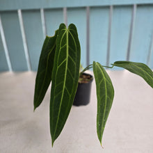 Load image into Gallery viewer, #R39 Anthurium Warocqueanum