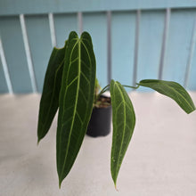 Load image into Gallery viewer, #R39 Anthurium Warocqueanum