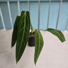 Load image into Gallery viewer, #R39 Anthurium Warocqueanum