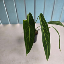 Load image into Gallery viewer, #R39 Anthurium Warocqueanum