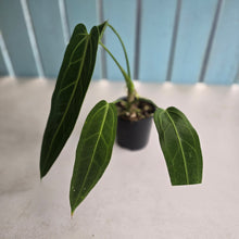 Load image into Gallery viewer, #R39 Anthurium Warocqueanum