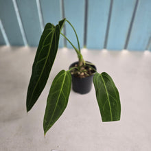 Load image into Gallery viewer, #R39 Anthurium Warocqueanum