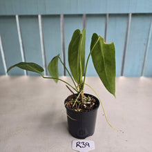 Load image into Gallery viewer, #R39 Anthurium Warocqueanum