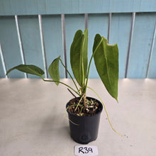 Load image into Gallery viewer, #R39 Anthurium Warocqueanum