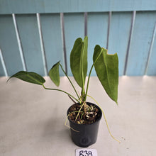 Load image into Gallery viewer, #R39 Anthurium Warocqueanum