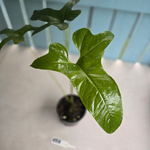 Load image into Gallery viewer, #RB8 Anthurium Pedatum