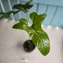 Load image into Gallery viewer, #RB8 Anthurium Pedatum