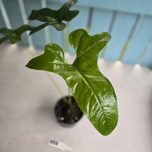 Load image into Gallery viewer, #RB8 Anthurium Pedatum