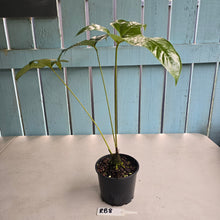 Load image into Gallery viewer, #RB8 Anthurium Pedatum