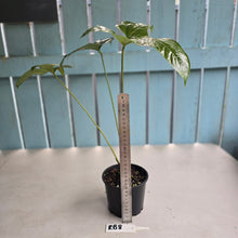 Load image into Gallery viewer, #RB8 Anthurium Pedatum