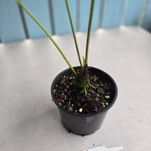 Load image into Gallery viewer, #RB8 Anthurium Pedatum