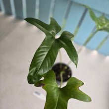 Load image into Gallery viewer, #RB8 Anthurium Pedatum