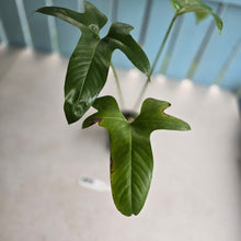 Load image into Gallery viewer, #RB8 Anthurium Pedatum