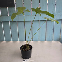 Load image into Gallery viewer, #RB8 Anthurium Pedatum