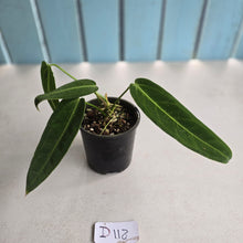 Load image into Gallery viewer, #D118 Anthurium Warocqueanum