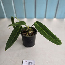 Load image into Gallery viewer, #D118 Anthurium Warocqueanum