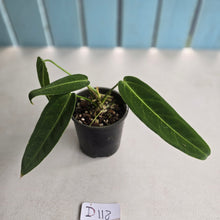 Load image into Gallery viewer, #D118 Anthurium Warocqueanum