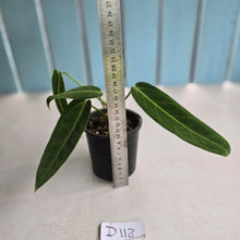 Load image into Gallery viewer, #D118 Anthurium Warocqueanum