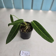 Load image into Gallery viewer, #D118 Anthurium Warocqueanum