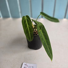 Load image into Gallery viewer, #D118 Anthurium Warocqueanum