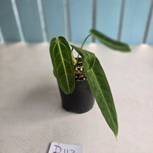 Load image into Gallery viewer, #D118 Anthurium Warocqueanum