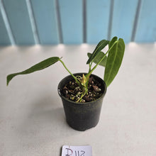Load image into Gallery viewer, #D118 Anthurium Warocqueanum