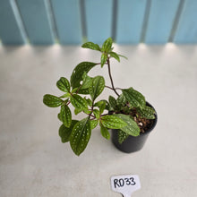 Load image into Gallery viewer, #RD33 Sonerila Maculata - Green Less Spotty Form