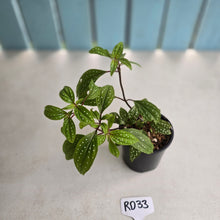 Load image into Gallery viewer, #RD33 Sonerila Maculata - Green Less Spotty Form