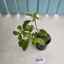 Load image into Gallery viewer, #RD33 Sonerila Maculata - Green Less Spotty Form
